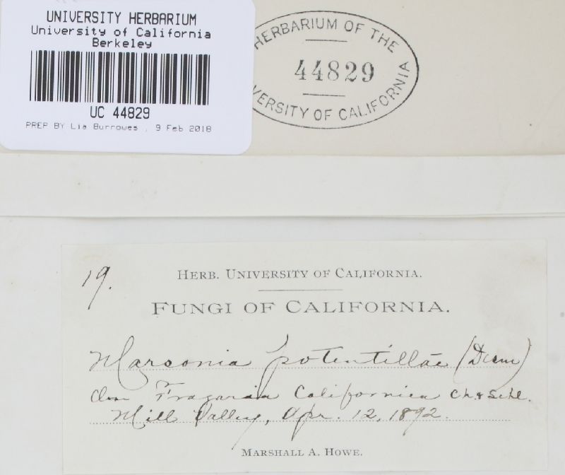 Diplocarpon earlianum image