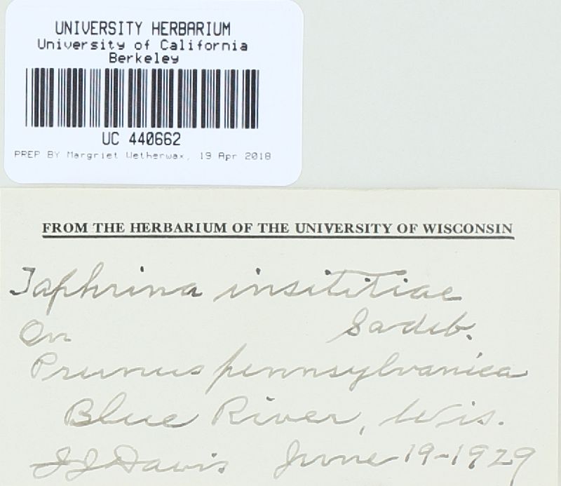Taphrina pruni image