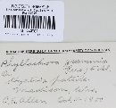 Phyllachora graminis var. graminis image