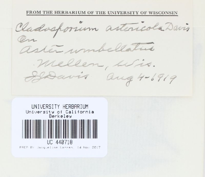 Fusicladium astericola image