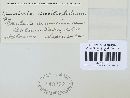 Puccinia sessilis image