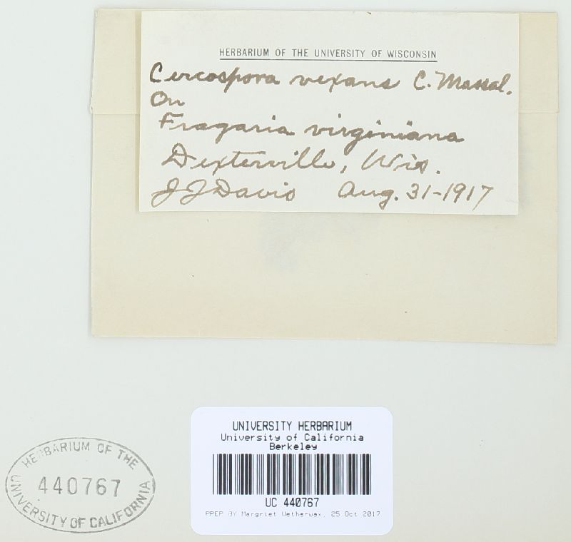 Passalora vexans image