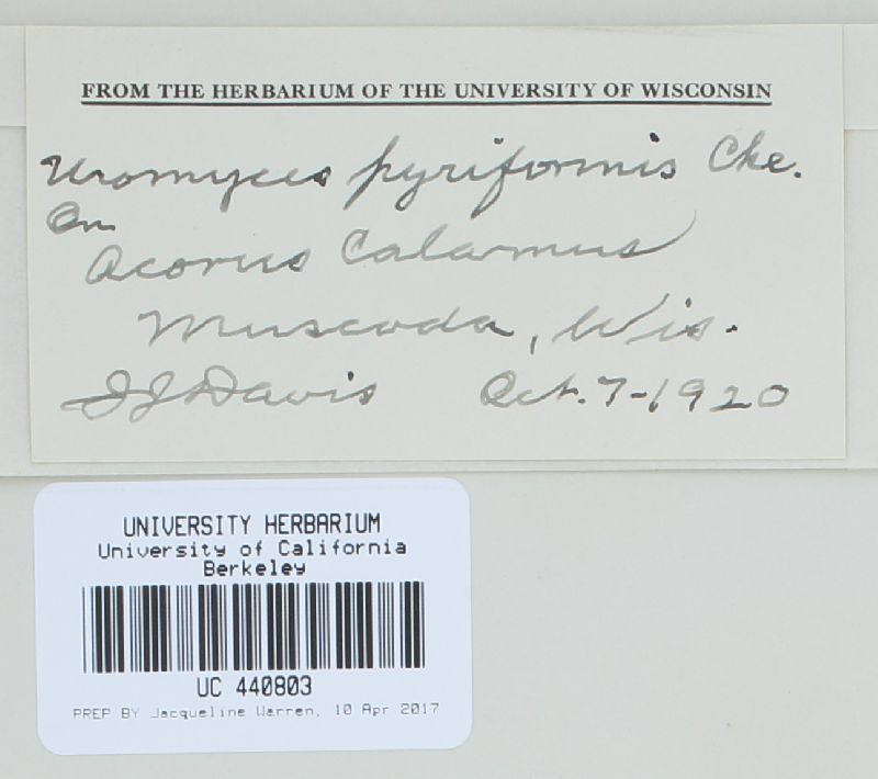 Uromyces sparganii image