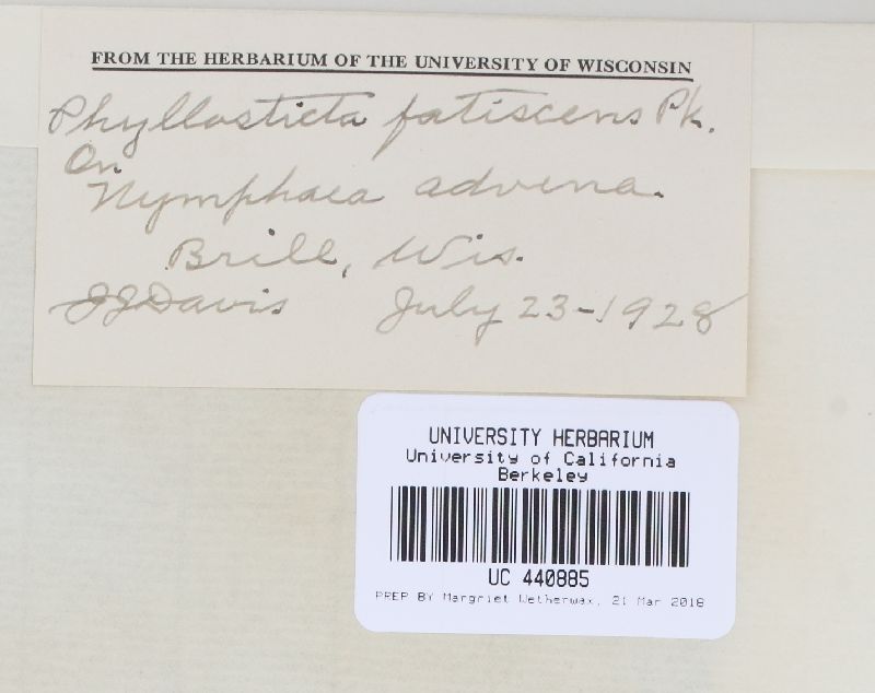 Phyllosticta fatiscens image