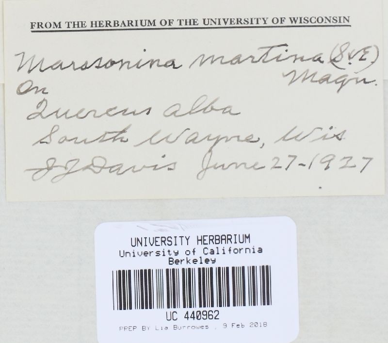 Marssonina martinii image