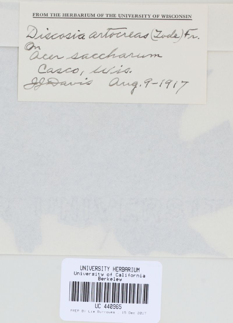 Discosia artocreas image