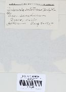 Discosia artocreas image
