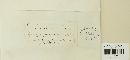 Puccinia malvacearum image