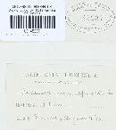 Tranzschelia pruni-spinosae image