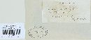 Puccinia sorghi image