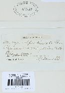 Uromyces appendiculatus image