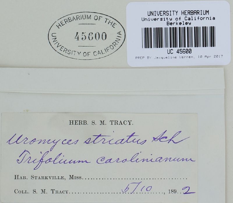 Uromyces striatus image
