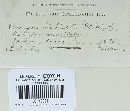 Pileolaria brevipes image