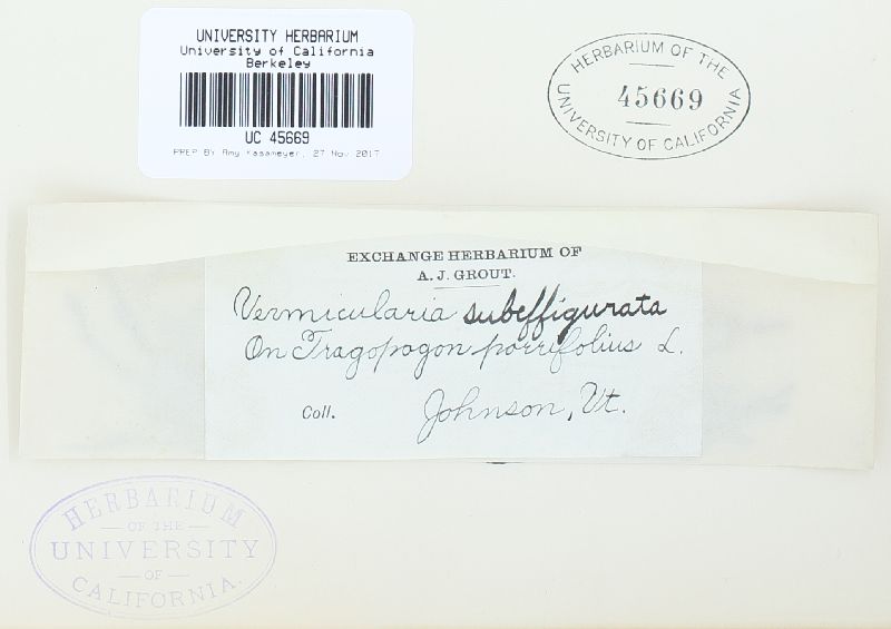 Vermicularia subeffigurata image