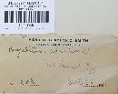 Trichaptum abietinum image