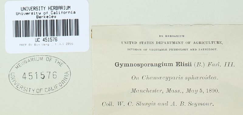 Gymnosporangium ellisii image