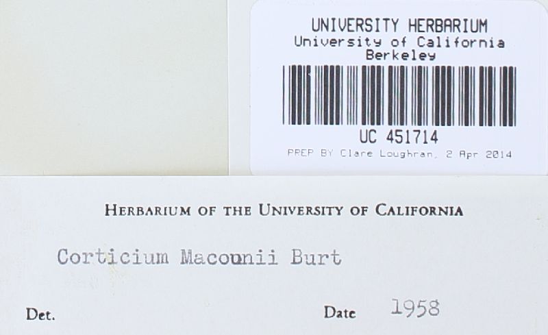 Clavulicium macounii image