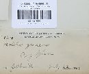 Retiboletus griseus image