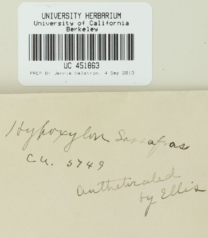 Creosphaeria sassafras image