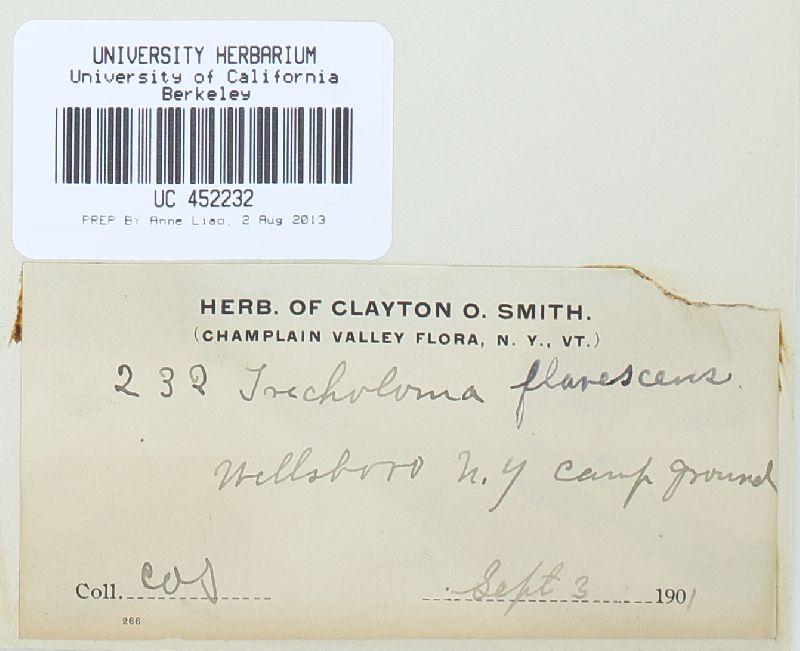 Tricholomopsis flavescens image