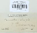 Panaeolus retirugis image