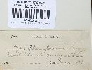 Hypoxylon fuscum image