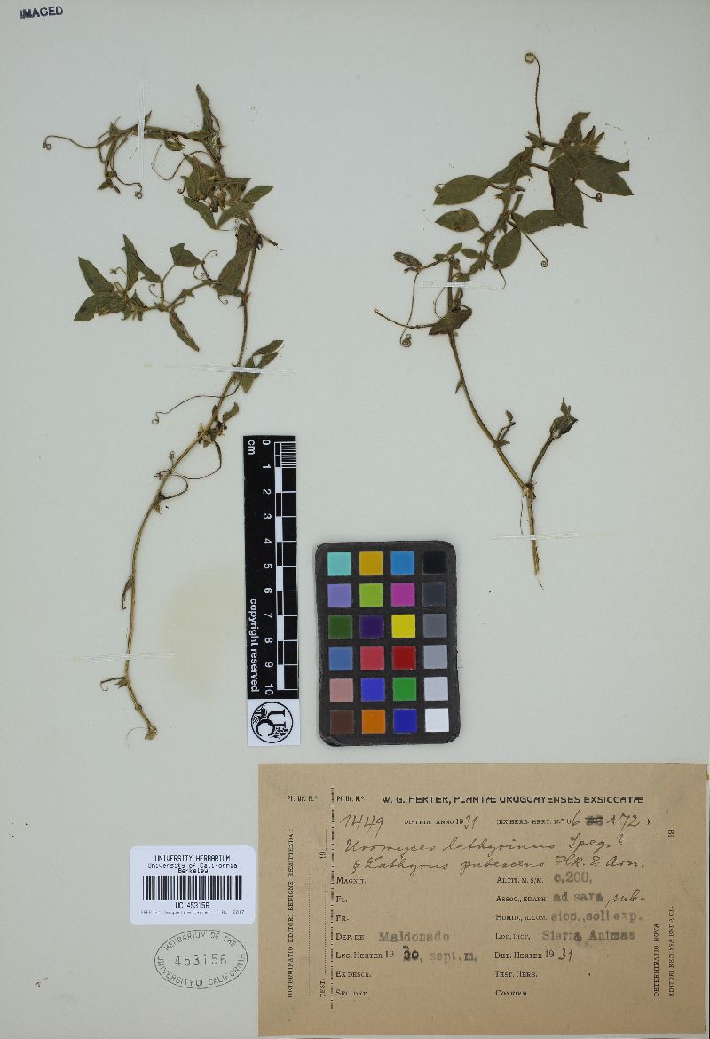 Uromyces lathyrinus image