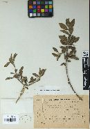 Image of Aecidium baccharidis