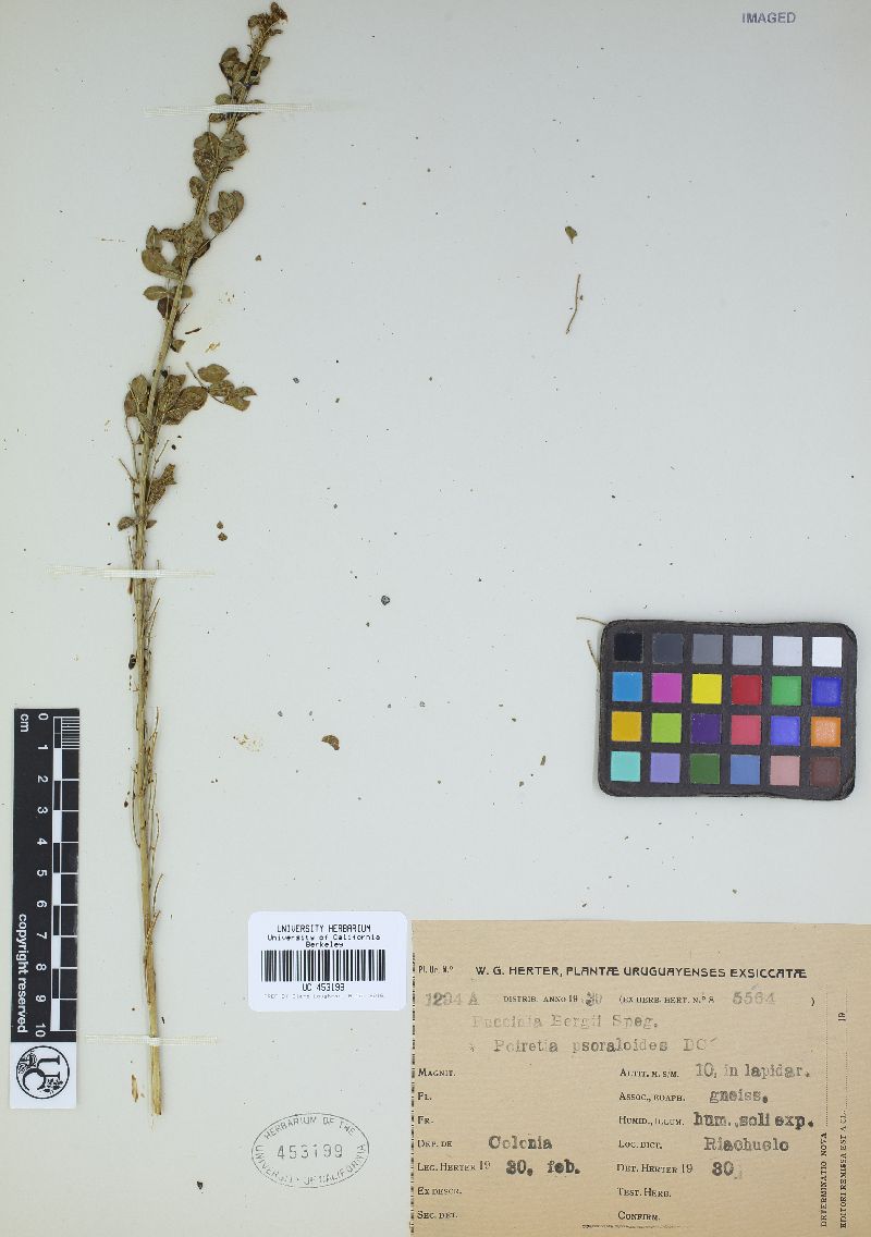 Puccinia bergii image