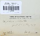 Agaricus silvicola image