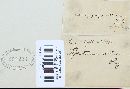 Trichaptum abietinum image