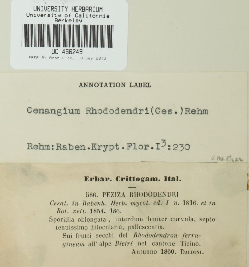 Encoeliopsis rhododendri image