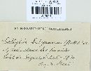 Rhodocollybia butyracea image
