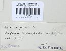 Xylaria polymorpha image