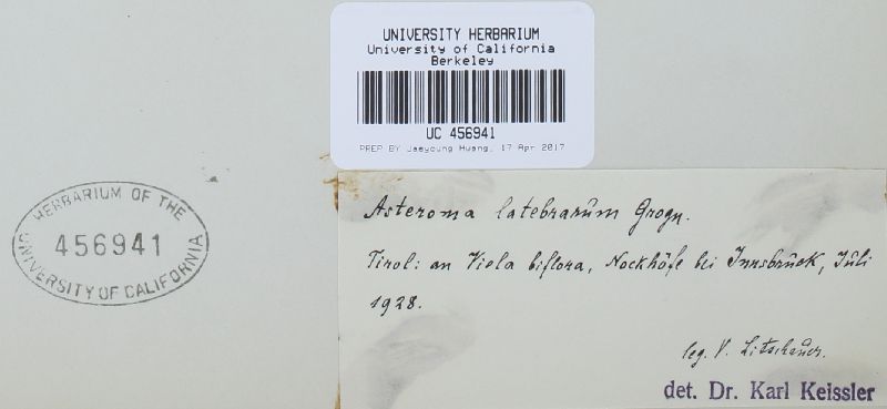 Asteroma latebrarum image