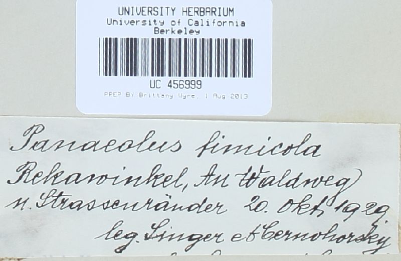 Panaeolus fimicola image