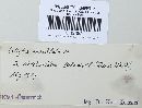 Rhodocollybia maculata image