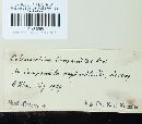 Coleosporium tussilaginis image