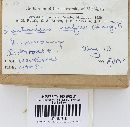 Lactarius rufus image