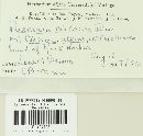 Puccinia circaeae image