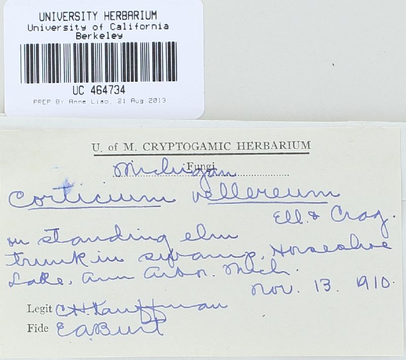 Granulobasidium vellereum image