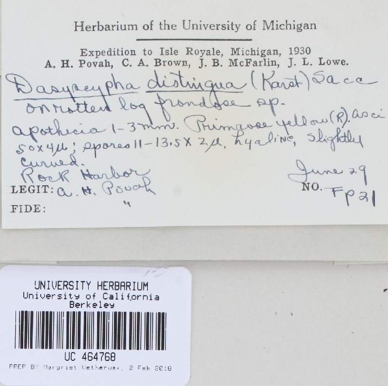 Lachnum distinguendum image