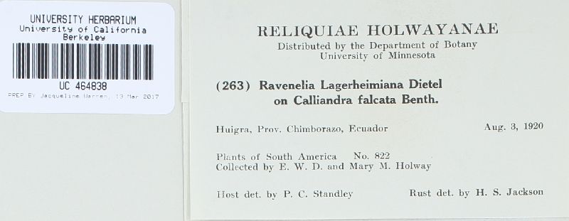 Ravenelia lagerheimiana image