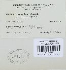 Uromyces trifolii image
