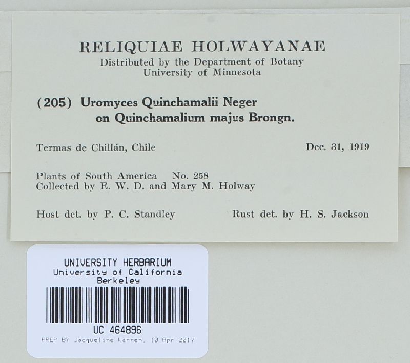 Uromyces quinchamalii image