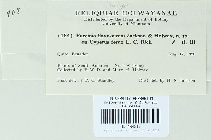 Puccinia flavovirens image