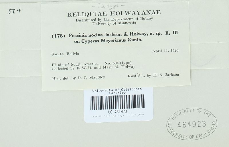 Puccinia nociva image