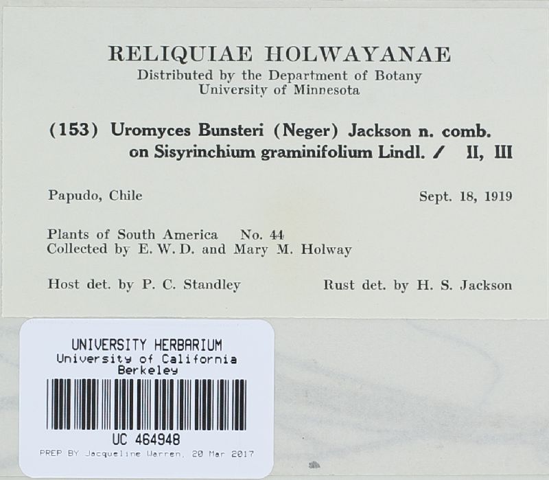 Uromyces bunsteri image