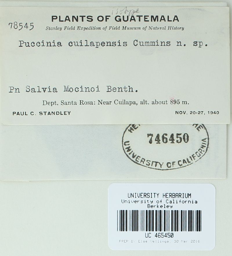 Puccinia cuilapensis image