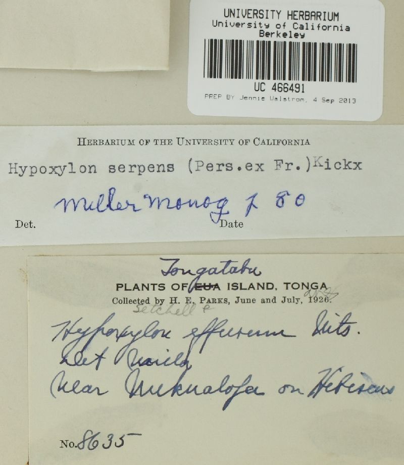 Nemania effusa image